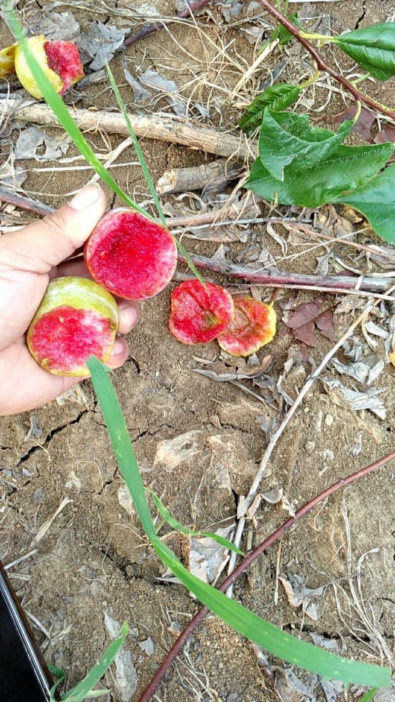 湖北省宜城市小芙蓉李大量上市红肉口感好一手货源