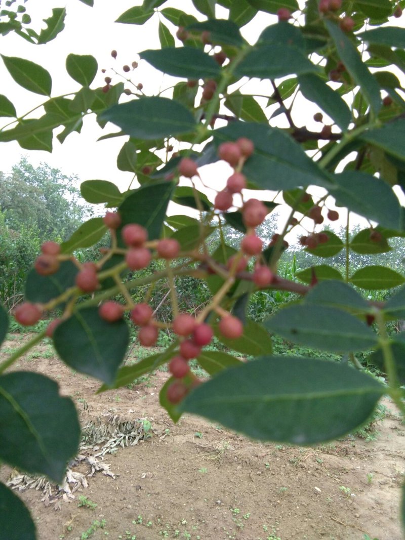太行山涉县三珍特产大红袍花椒