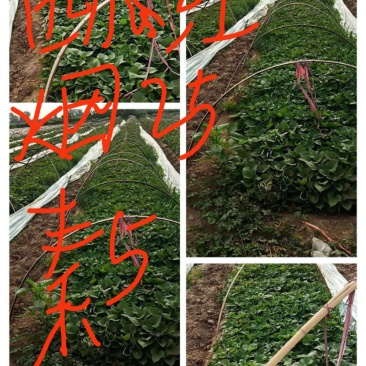 红薯苗