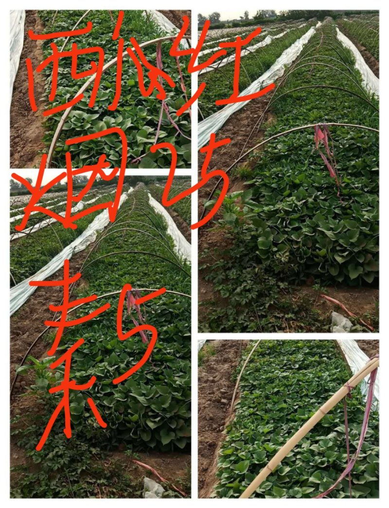 红薯苗