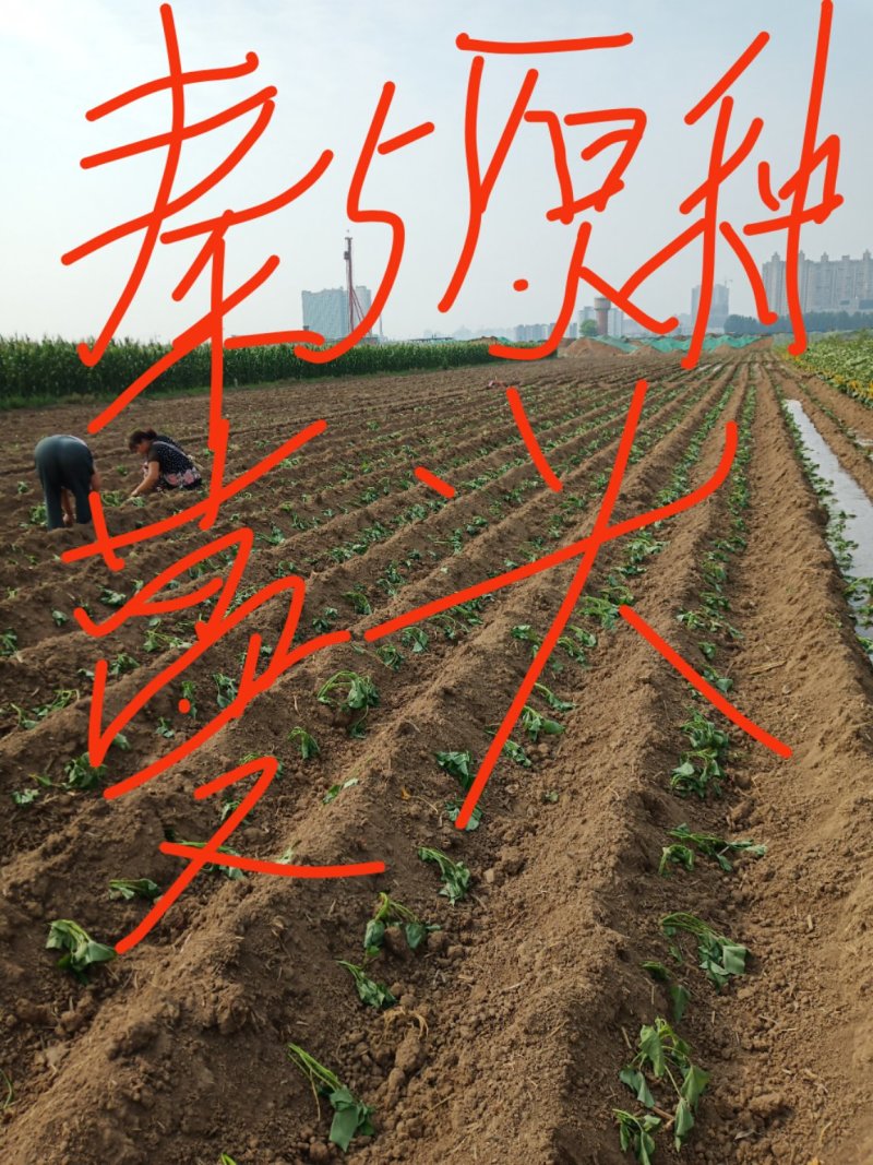 红薯苗