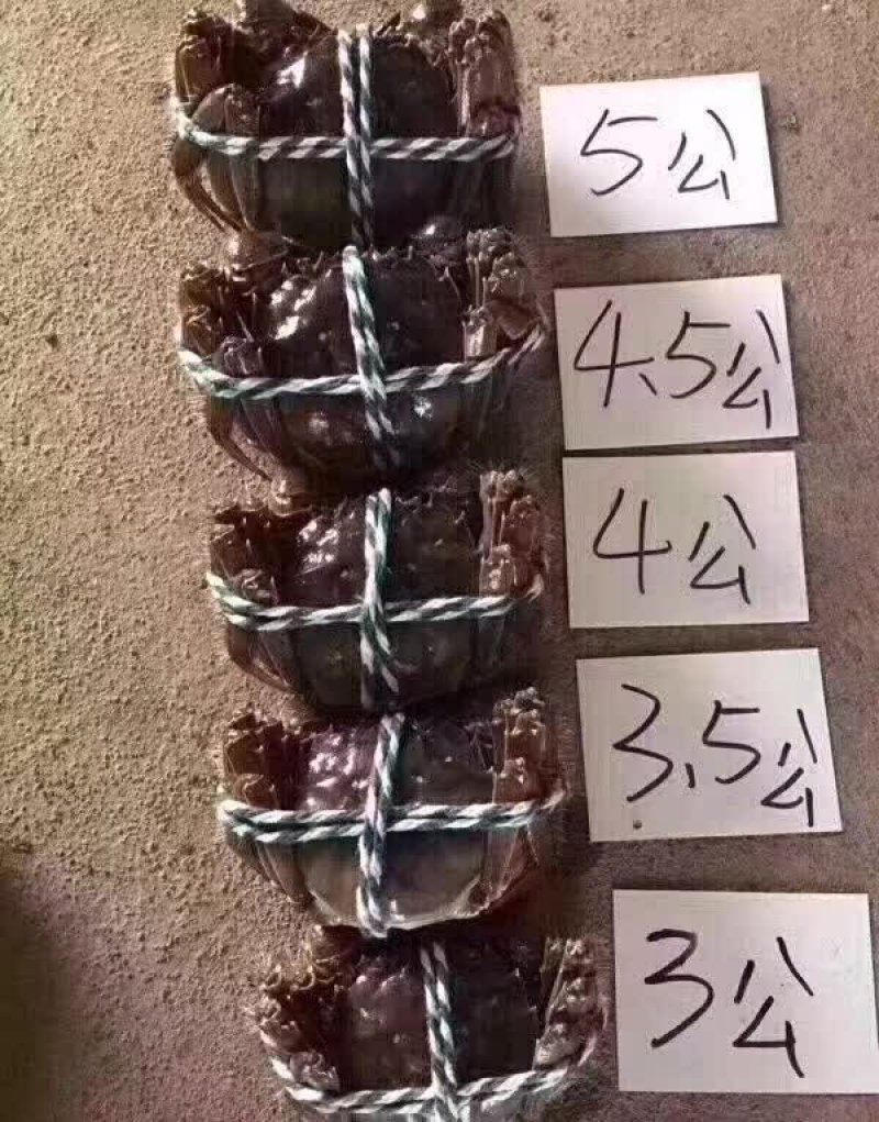 螃蟹类