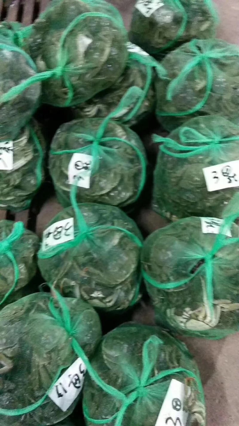 大闸蟹