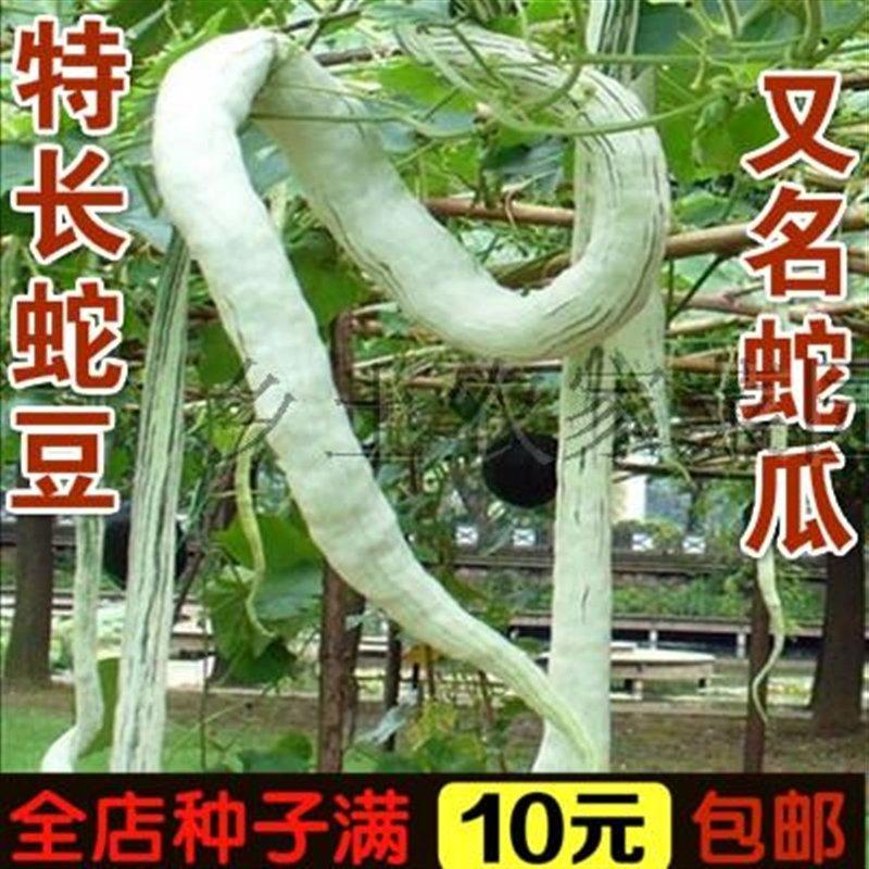 蛇豆蛇瓜种子蛇形长豆角春播种子地栽蔬菜种子四季播口
