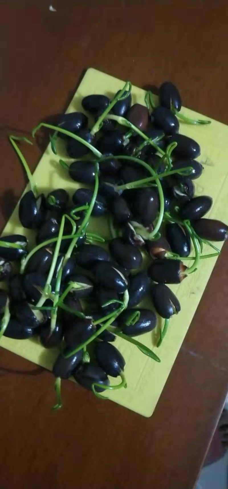 睡蓮种子水生植物夏季花色非常漂亮种子