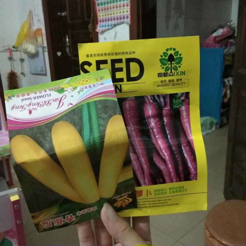香蕉瓜种子特色蔬菜阳台盆栽种菜金皮西葫芦四季易种