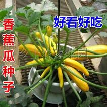 香蕉瓜种子特色蔬菜阳台盆栽种菜金皮西葫芦四季易种
