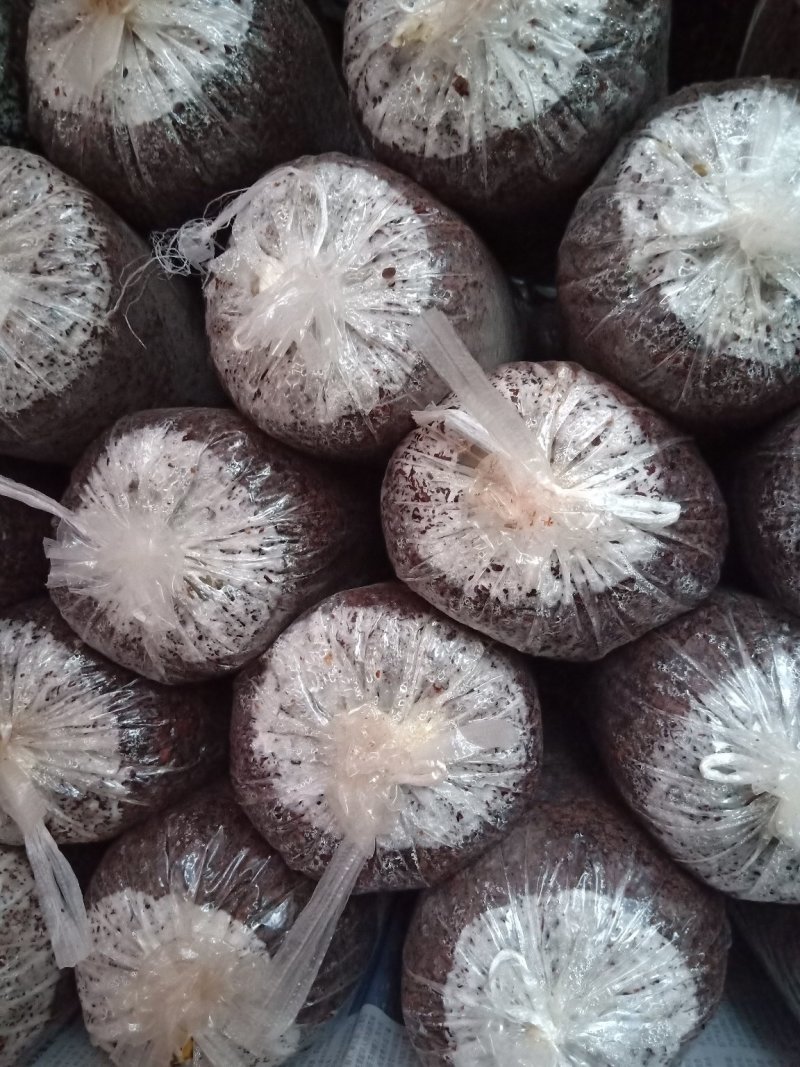 天宏食用菌黑平菇原种，生产种
