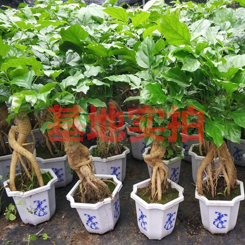 幸福树提根花卉客厅平安树办公室绿植盆栽室内绿宝小盆栽大型