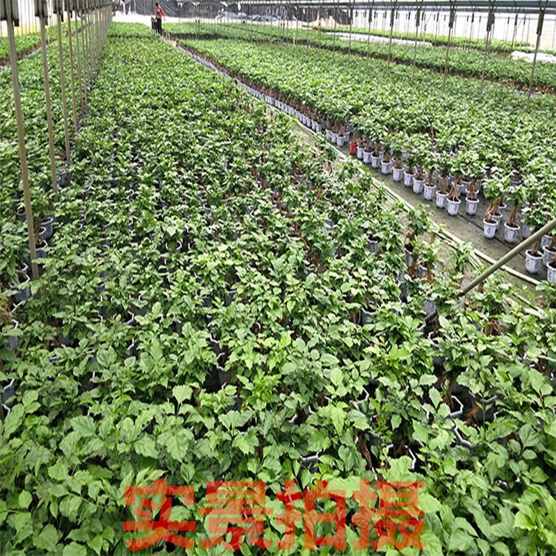 幸福树提根花卉客厅平安树办公室绿植盆栽室内绿宝小盆栽大型