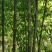 花斑竹