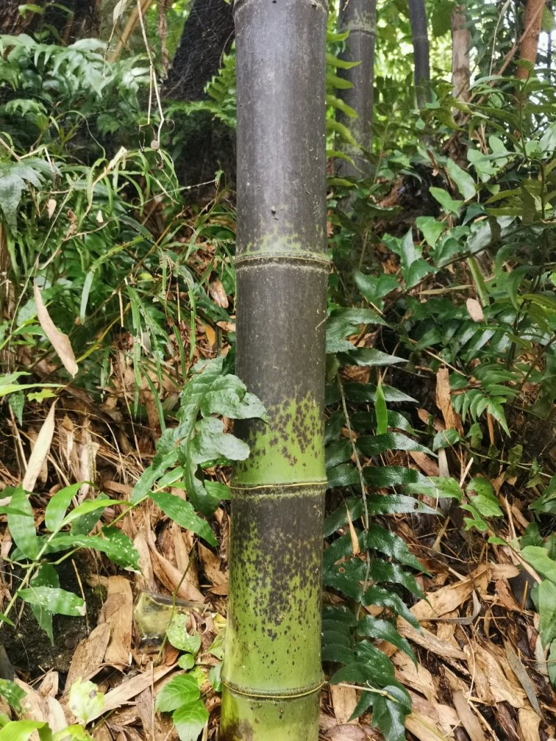 花斑竹