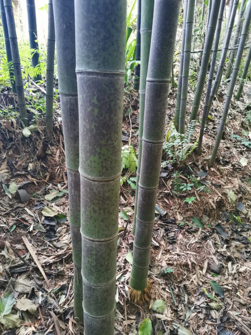 花斑竹
