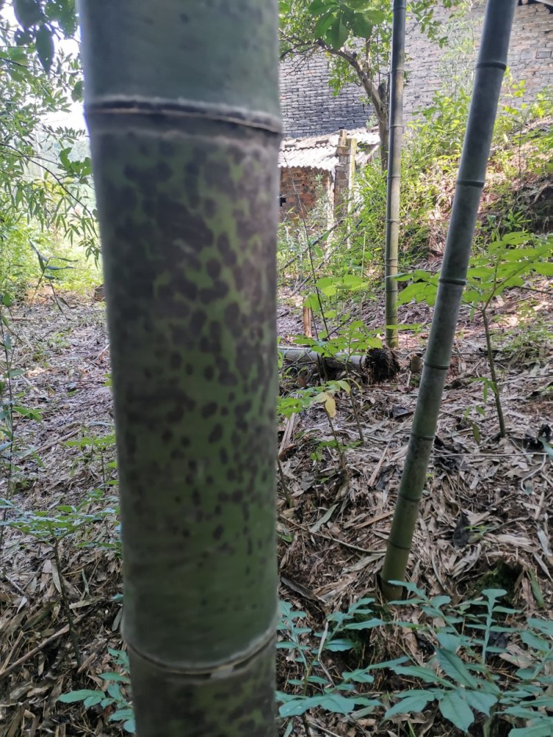 花斑竹