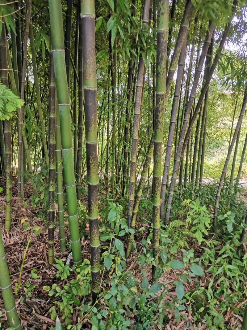 花斑竹