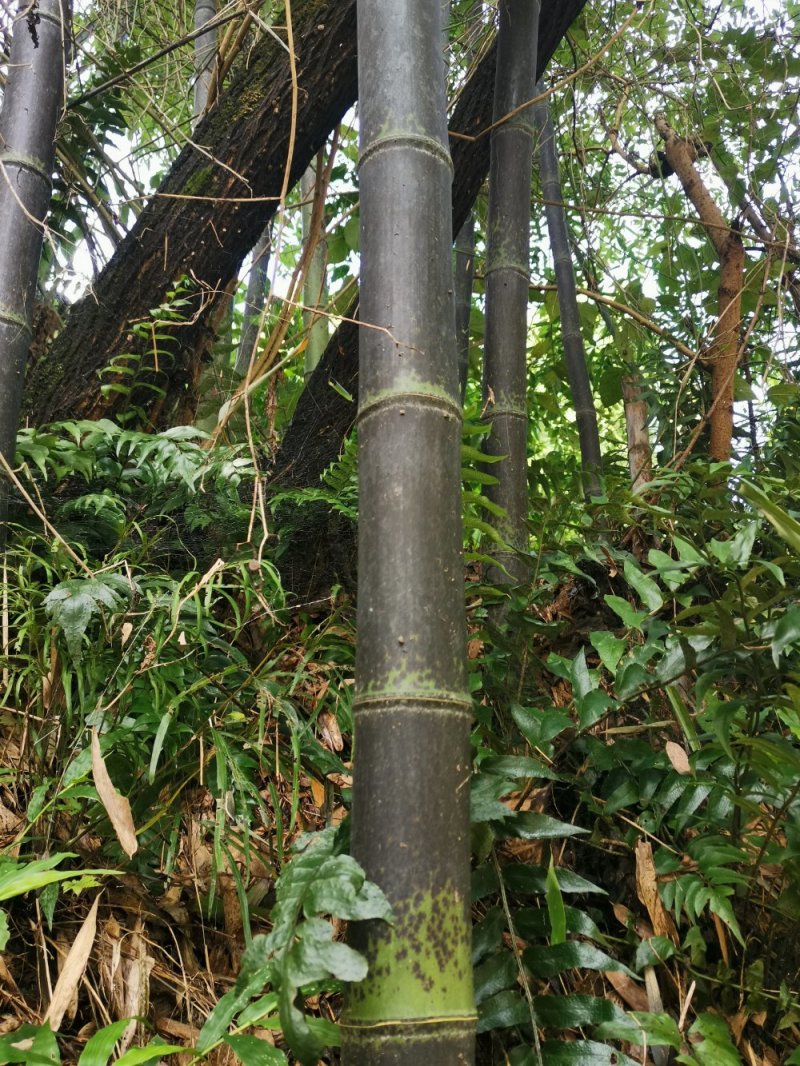 花斑竹