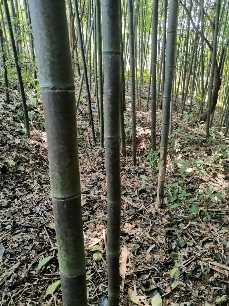 花斑竹