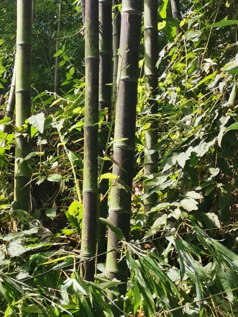 花斑竹