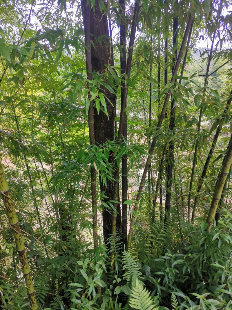 花斑竹