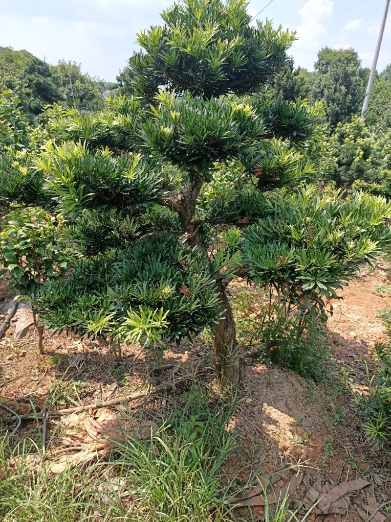 农户直销10公分造型罗汉松