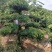 农户直销10公分造型罗汉松