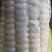 甜玉米和糯玉米
