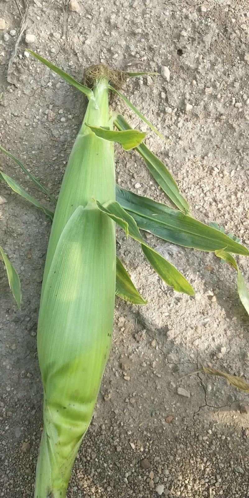 甜玉米和糯玉米