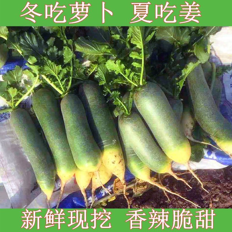 【山东名产】新鲜潍坊水果萝卜5斤/9斤潍县萝卜青萝卜