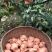 圆黄梨梨四川凉山纸袋200~500g