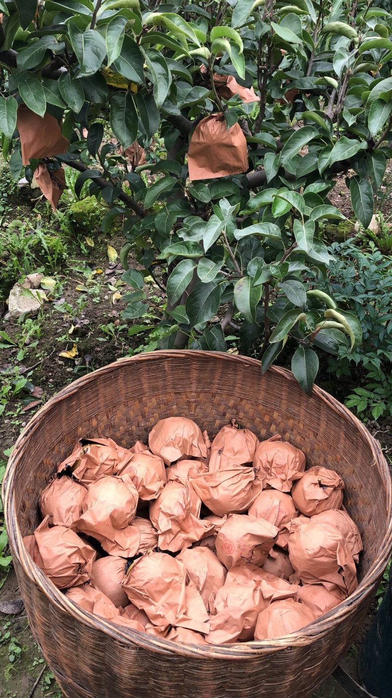 圆黄梨梨四川凉山纸袋200~500g