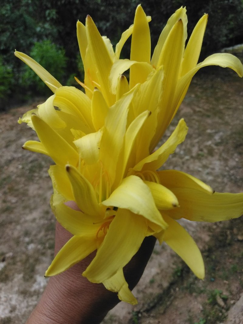 【一件代发】黄花菜秦岭农家黄花干菜煲汤炖肉炒菜凉拌3两一袋