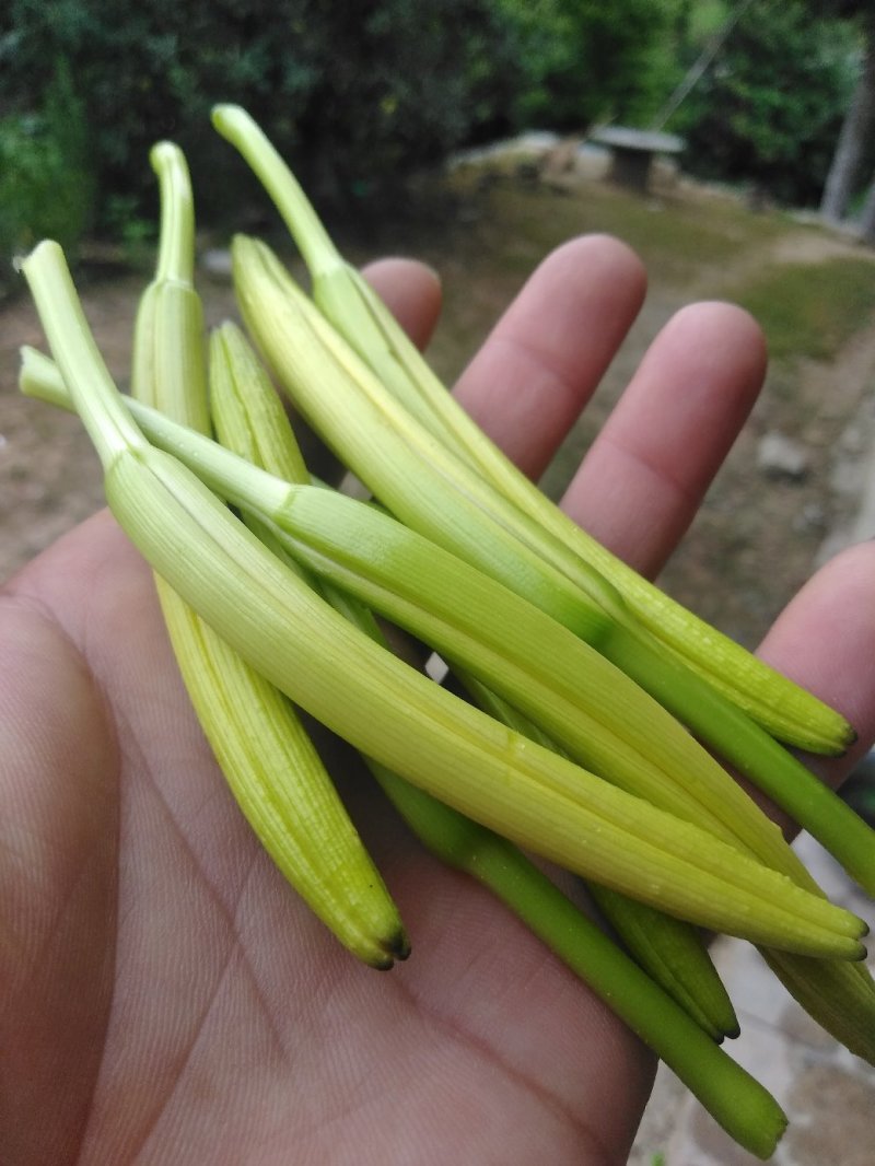 【一件代发】黄花菜秦岭农家黄花干菜煲汤炖肉炒菜凉拌3两一袋