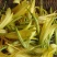 【一件代发】黄花菜秦岭农家黄花干菜煲汤炖肉炒菜凉拌3两一袋