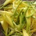 【一件代发】黄花菜秦岭农家黄花干菜煲汤炖肉炒菜凉拌3两一袋
