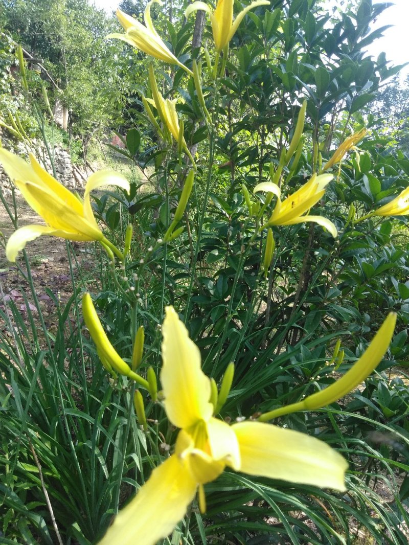 【一件代发】黄花菜秦岭农家黄花干菜煲汤炖肉炒菜凉拌3两一袋