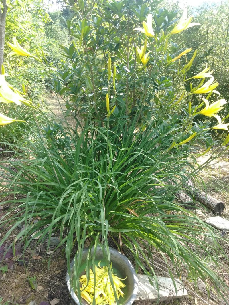 【一件代发】黄花菜秦岭农家黄花干菜煲汤炖肉炒菜凉拌3两一袋