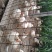 小白公鸡出售