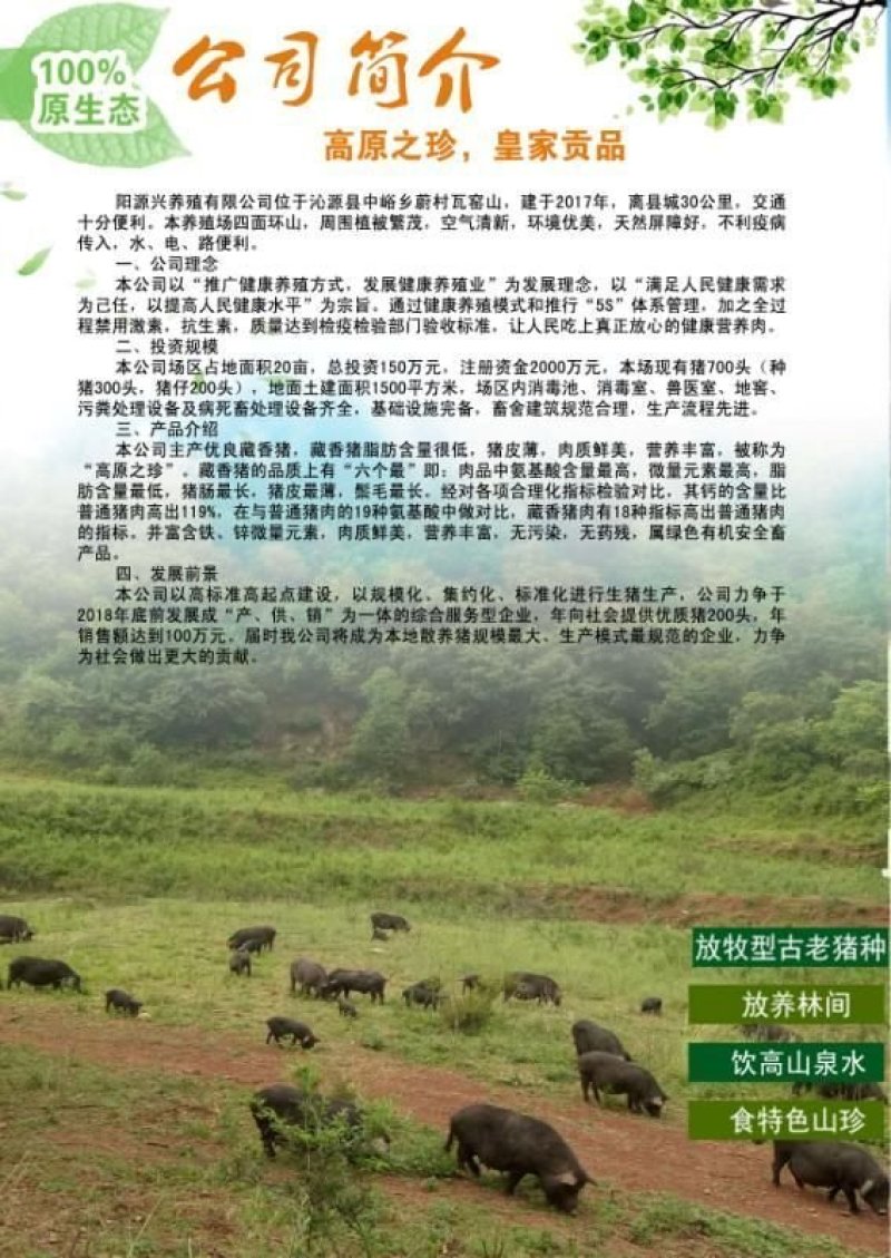 藏香猪