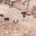 藏香猪