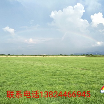 基地直销！各类绿化草皮，苗木地被