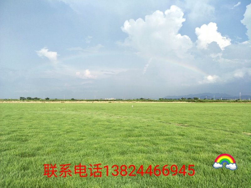 基地直销！各类绿化草皮，苗木地被