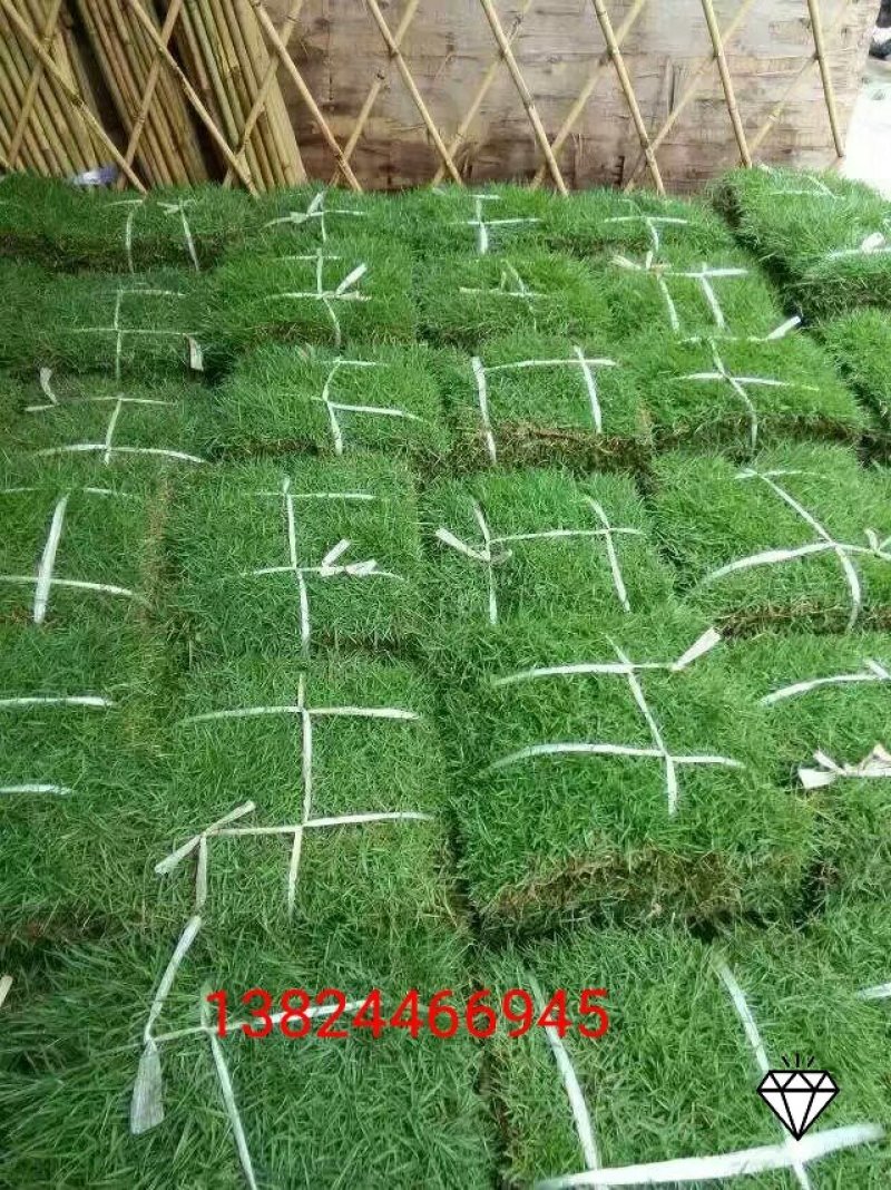 基地直销！各类绿化草皮，苗木地被