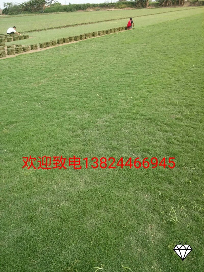 基地直销！各类绿化草皮，苗木地被