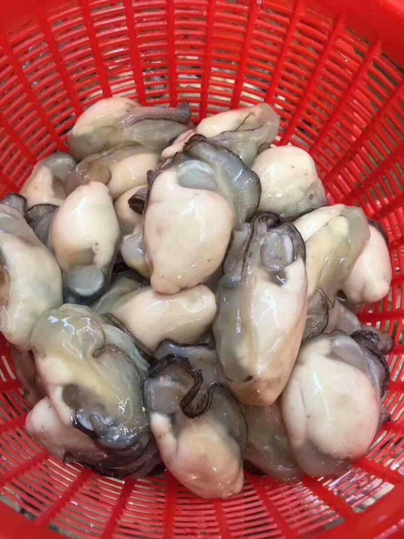 生蚝肉鲜活现剥新鲜蚝仔肉牡蛎肉蚝仔煎海蛎子肉汫洲直供