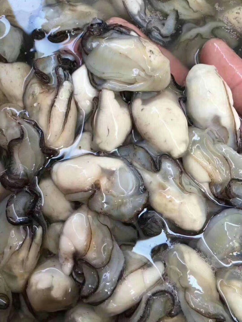 生蚝肉鲜活现剥新鲜蚝仔肉牡蛎肉蚝仔煎海蛎子肉汫洲直供