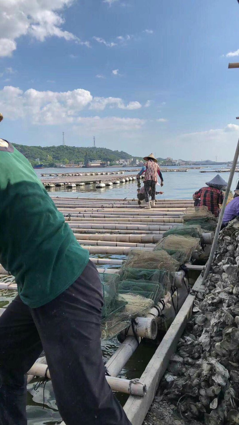 生蚝肉鲜活现剥新鲜蚝仔肉牡蛎肉蚝仔煎海蛎子肉汫洲直供