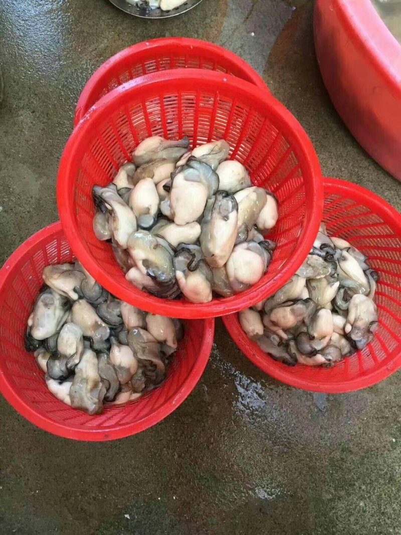 生蚝肉鲜活现剥新鲜蚝仔肉牡蛎肉蚝仔煎海蛎子肉汫洲直供