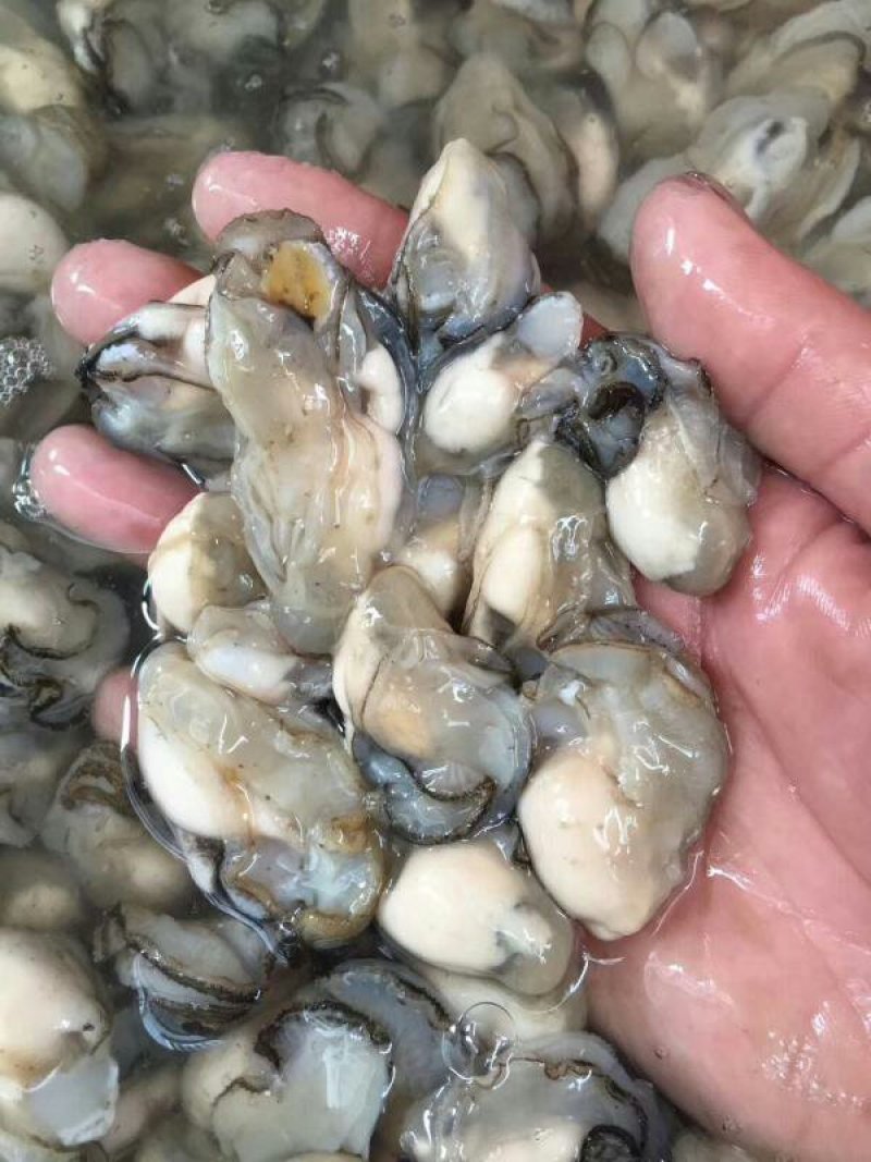 生蚝肉鲜活现剥新鲜蚝仔肉牡蛎肉蚝仔煎海蛎子肉汫洲直供