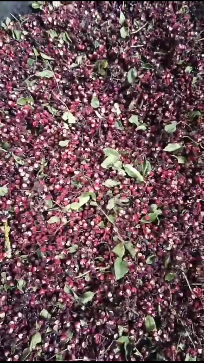 干花椒