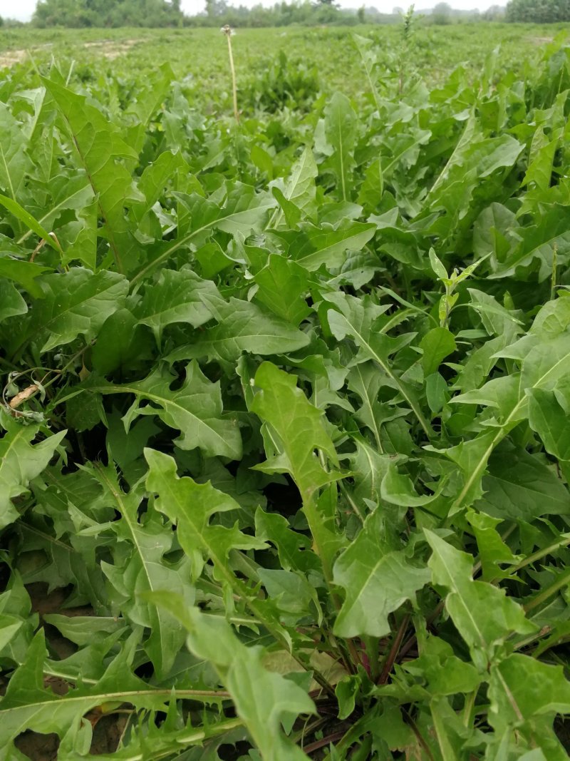 8.8元包邮蒲公英叶50g/瓶婆婆丁叶